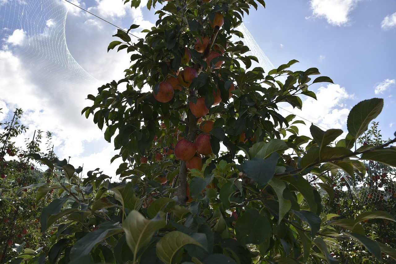 apple  fruit  apple tree free photo