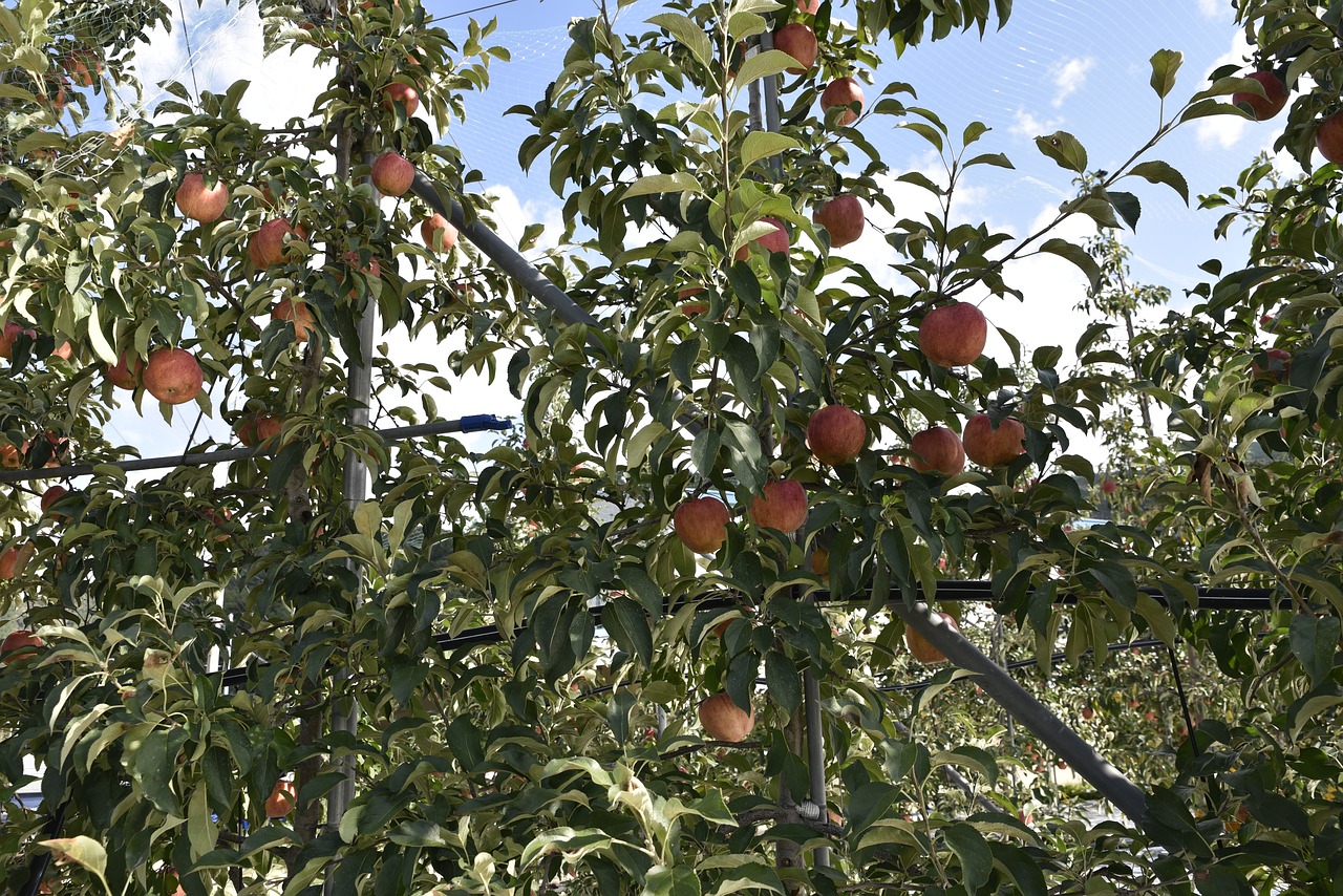 apple  fruit  apple tree free photo