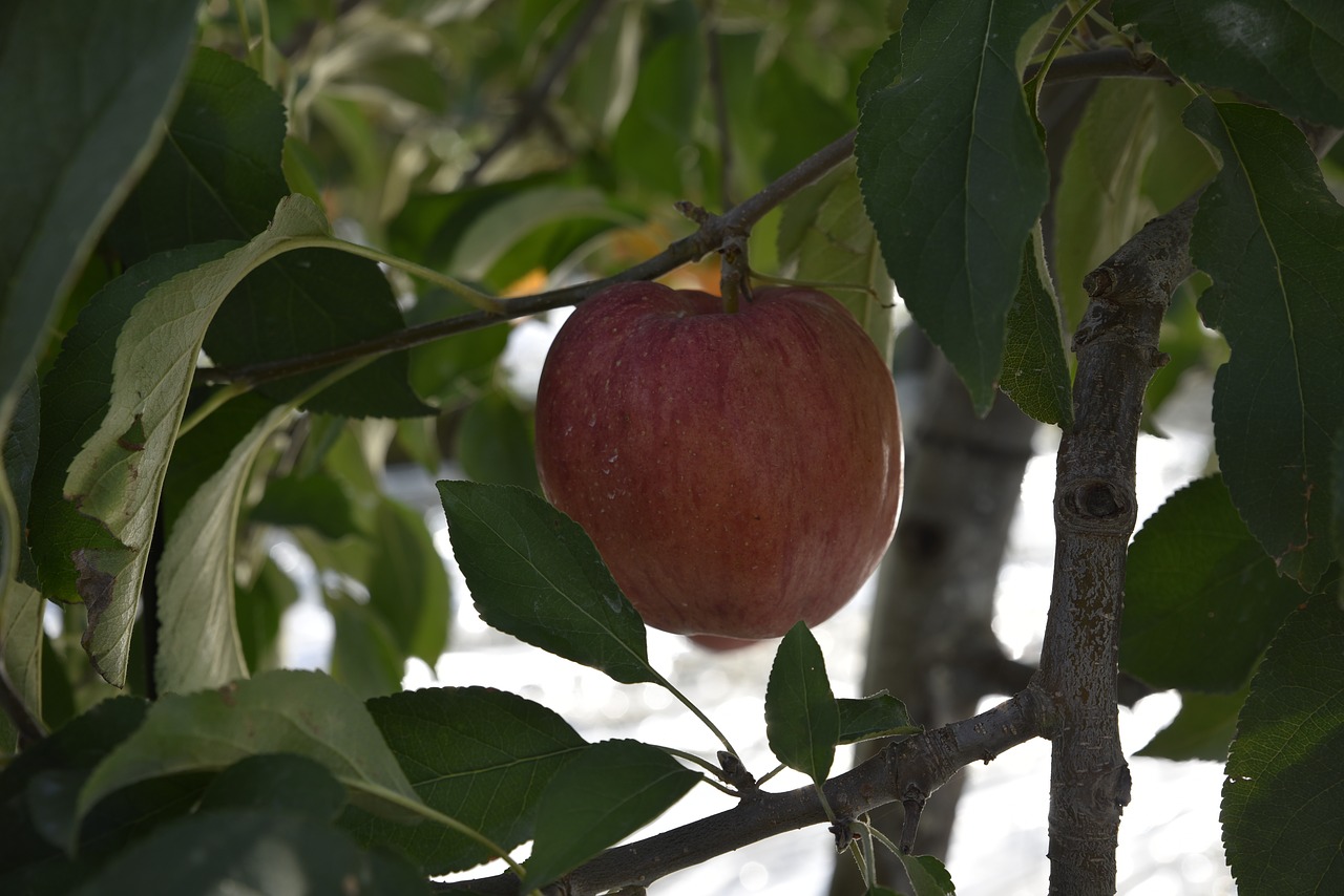 apple  fruit  apple tree free photo