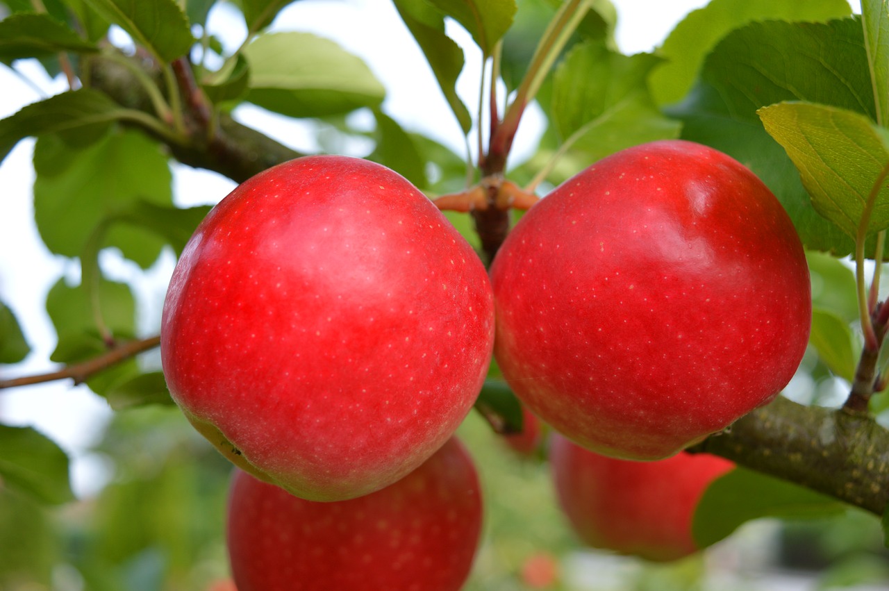 apple  red  fruit free photo