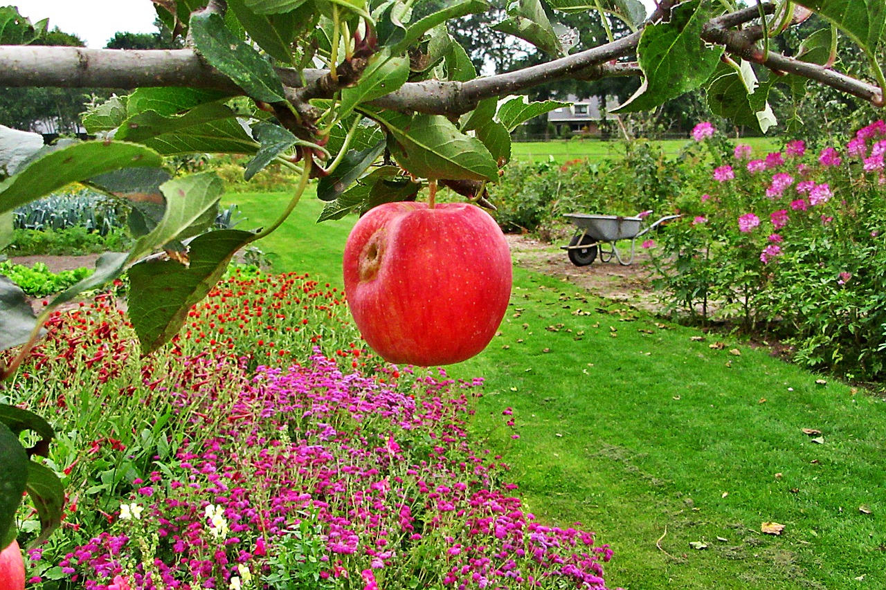 apple  red  branch free photo