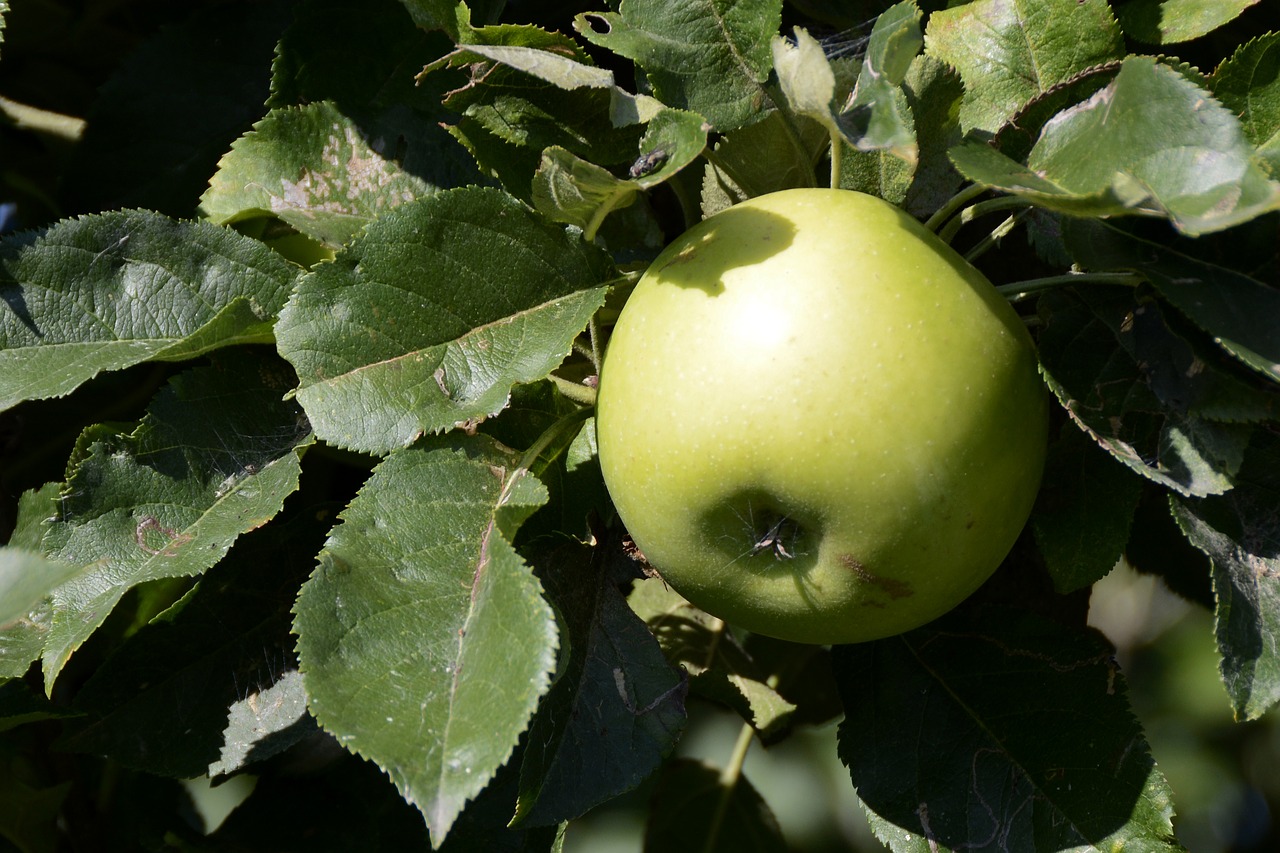 apple  fruit  green free photo