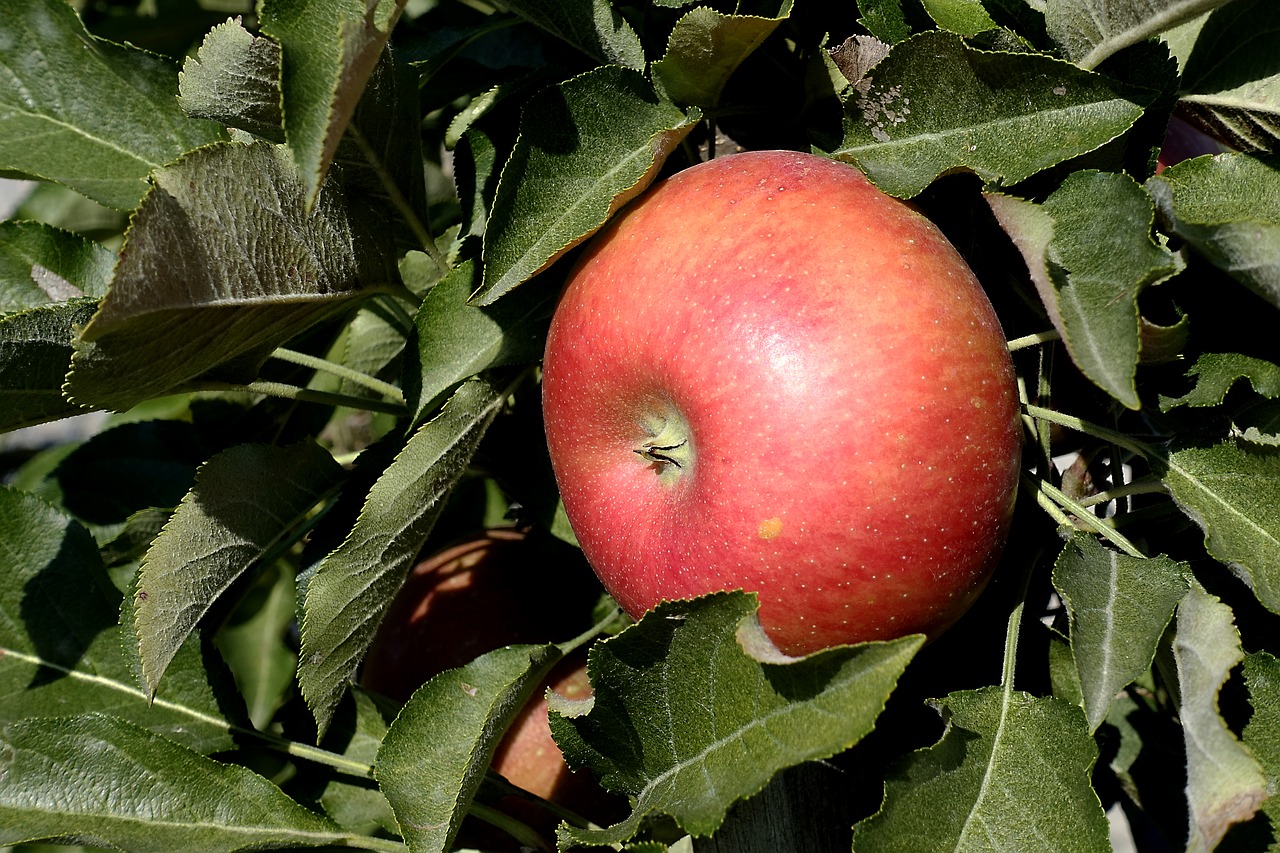 apple  fruit  red free photo