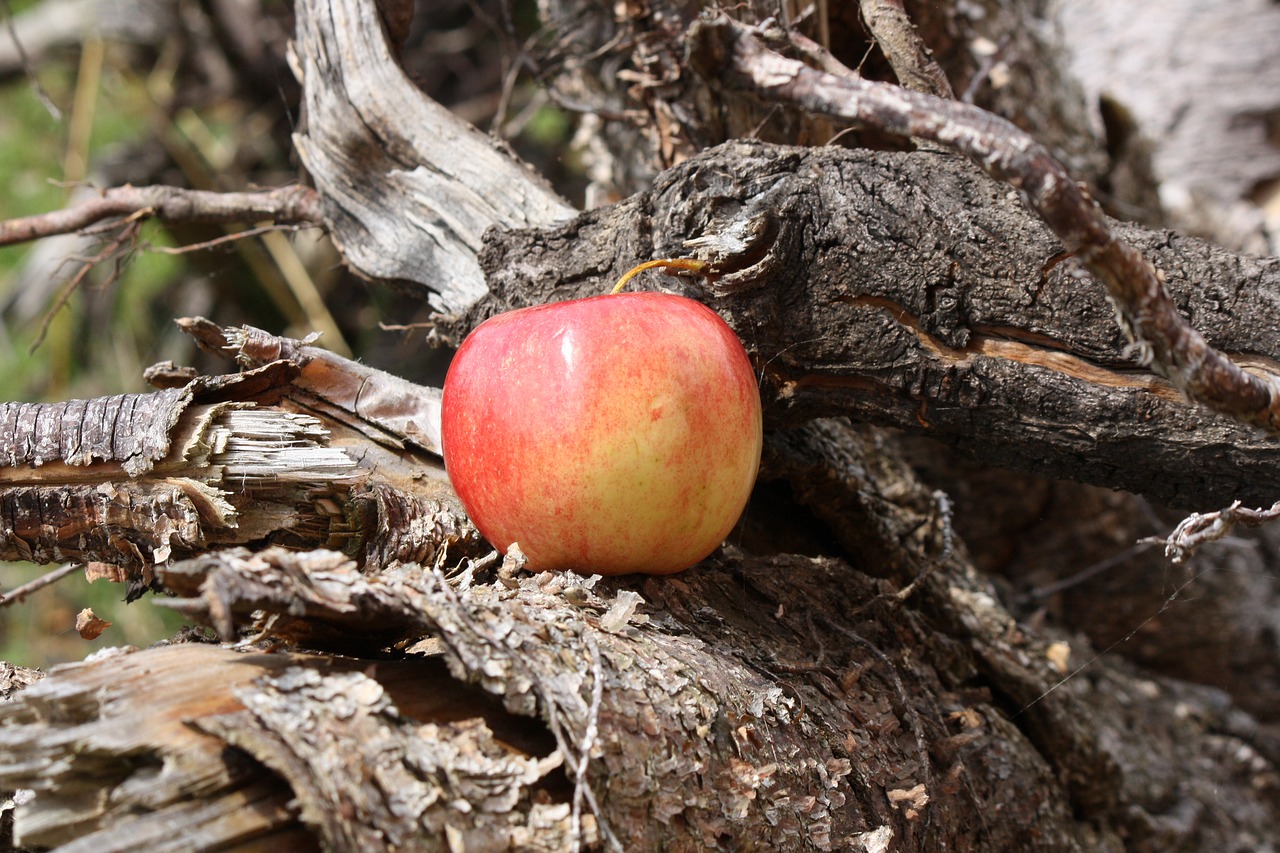 apple  apple tree  root free photo