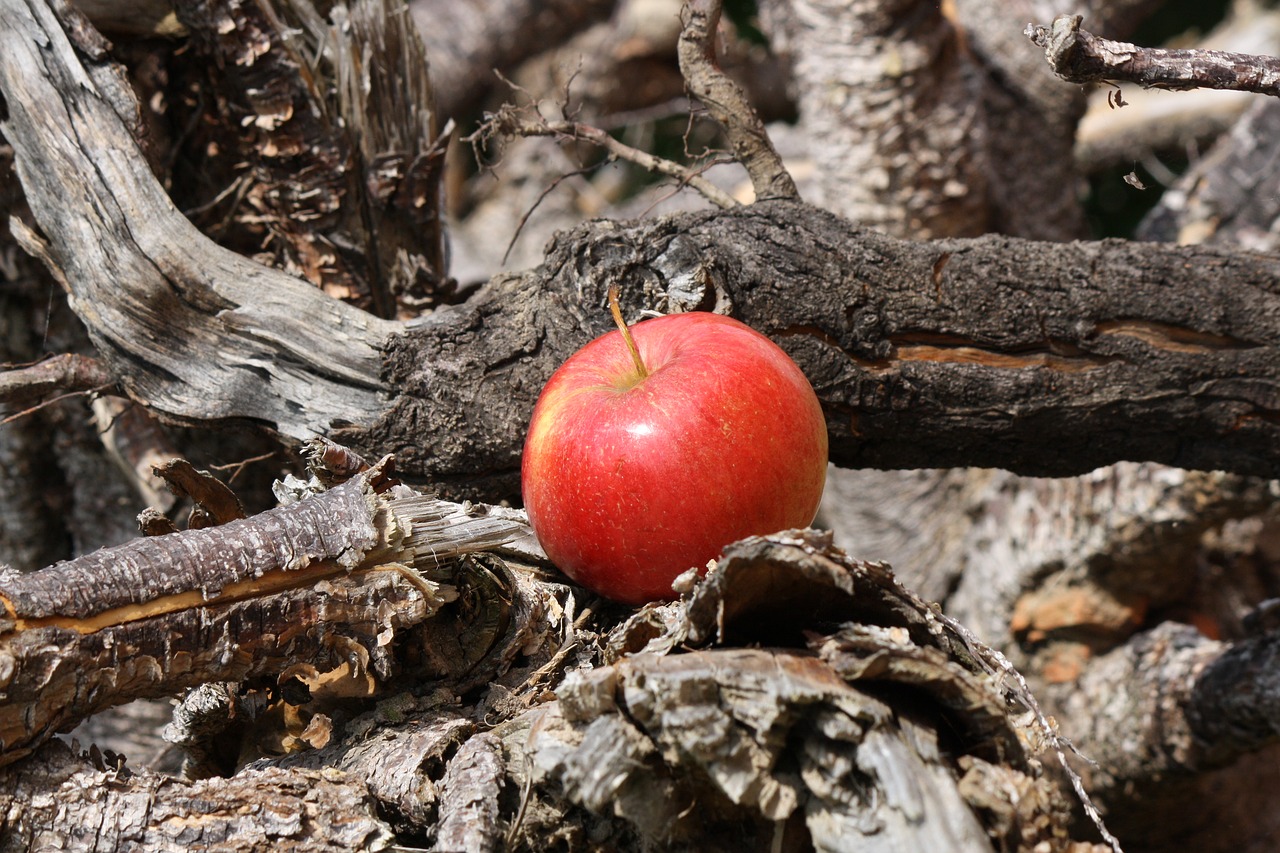 apple  apple tree  root free photo