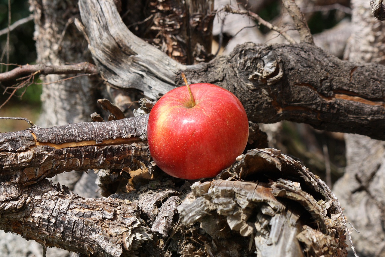 apple  apple tree  root free photo