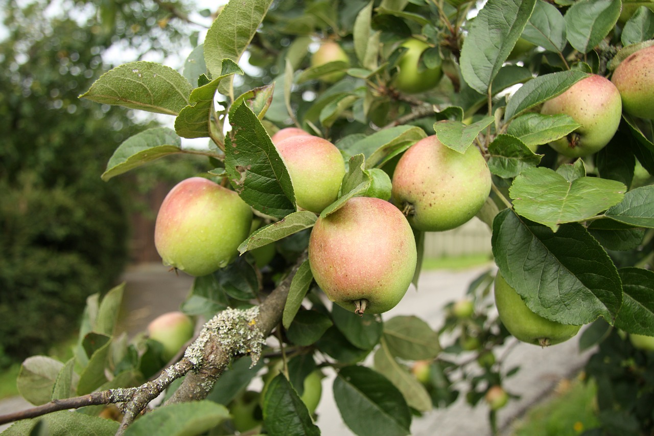 apple leaf fruit free photo