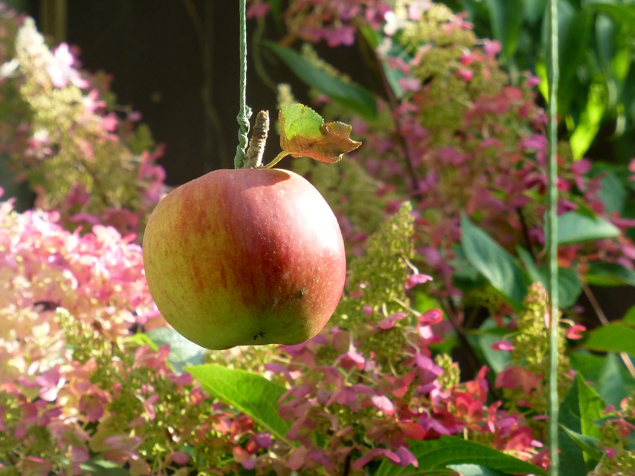 apple  garden  artwork free photo