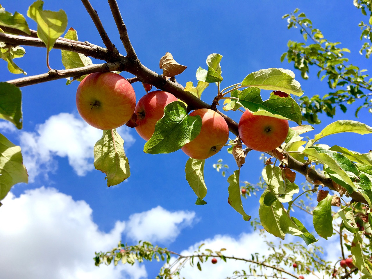 apple  apple tree  sky free photo