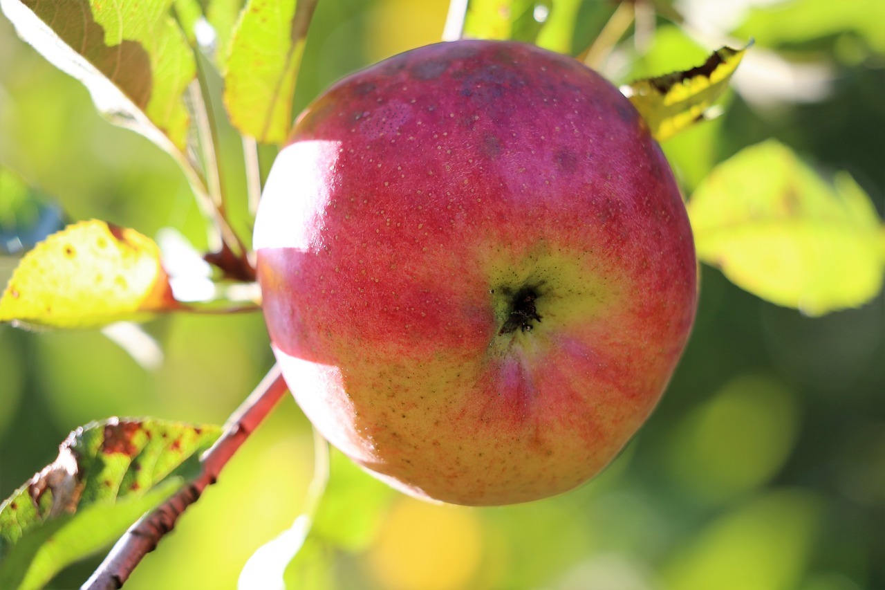 apple  red  green free photo