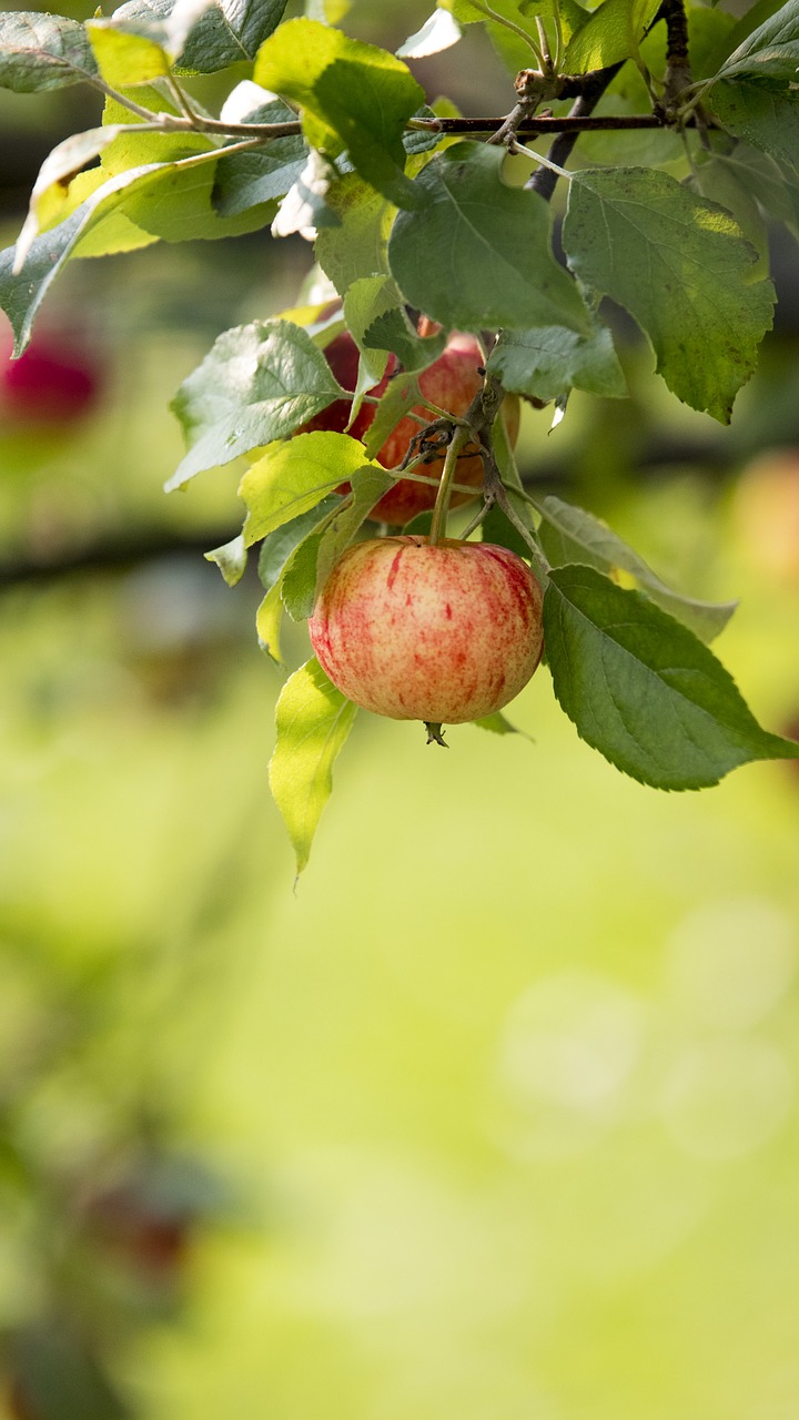 apple  fruit  tree free photo