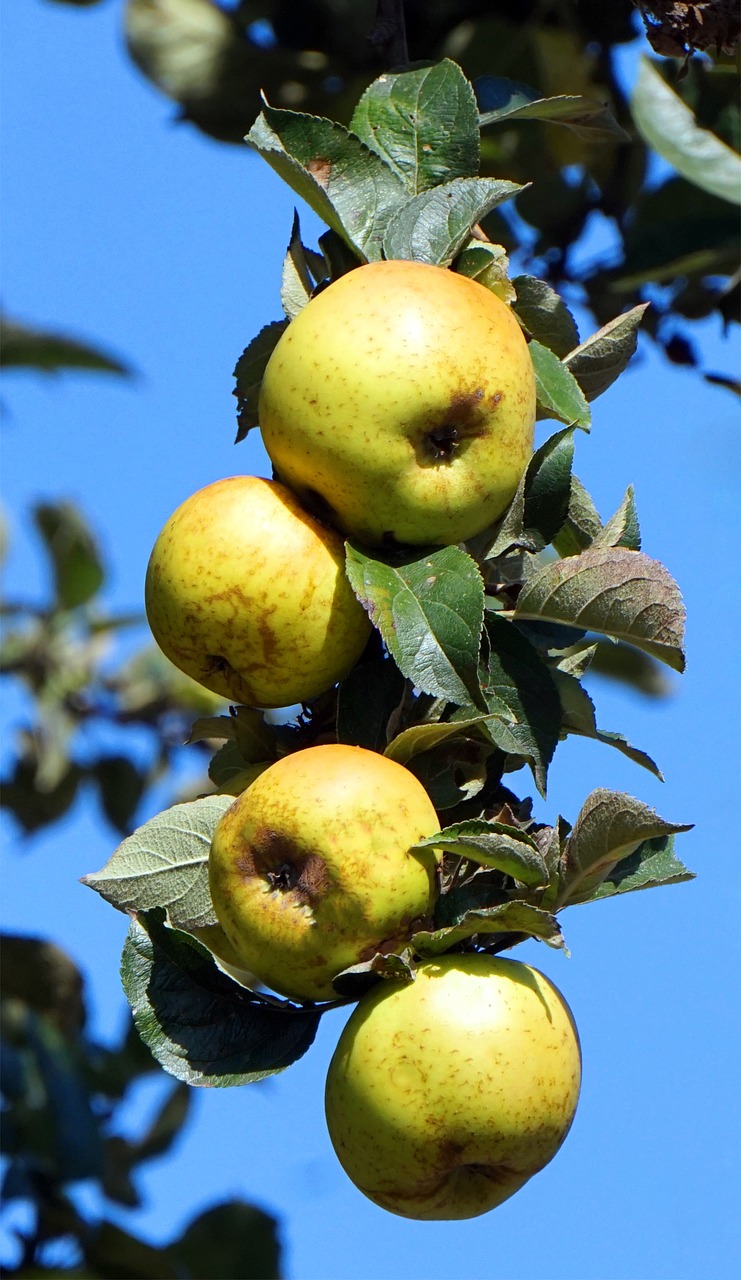 apple  harvest  autumn free photo