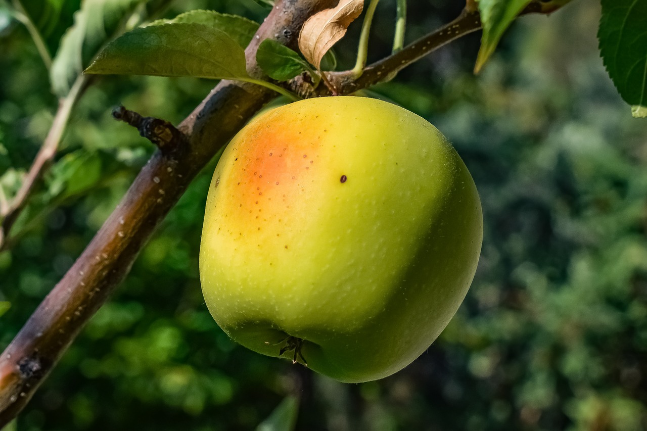 apple  green apple  fruit free photo