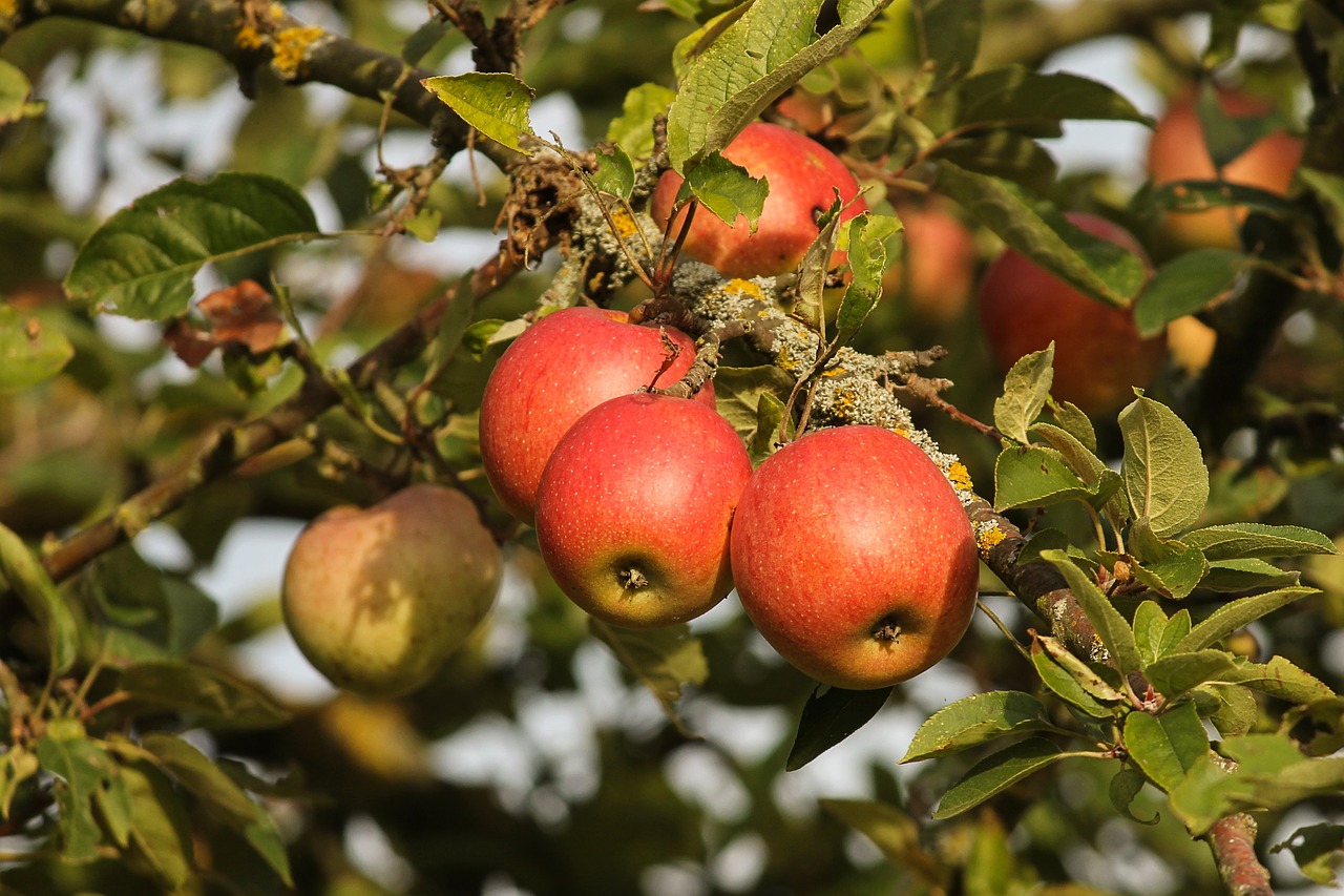 apple  fruit  red free photo