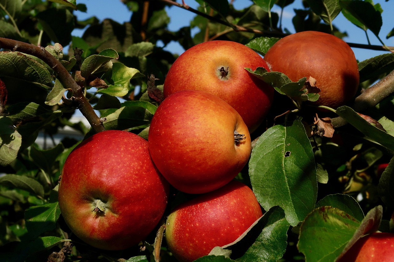 apple  fruit  red free photo