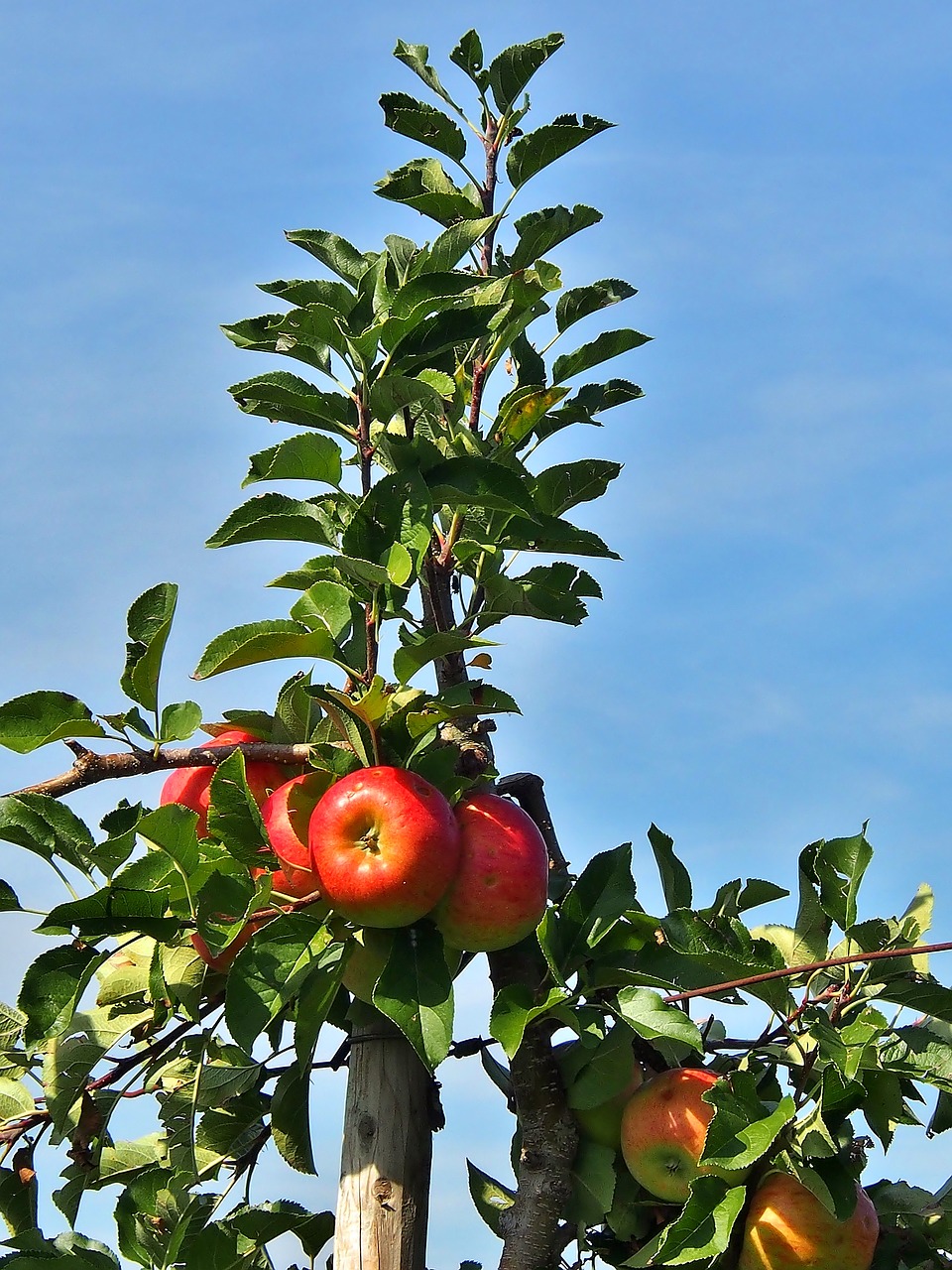 apple  red  harvest thanksgiving free photo