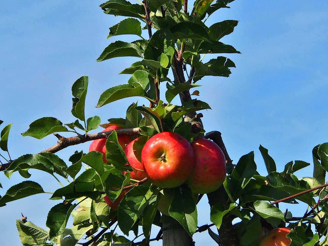apple  red  harvest thanksgiving free photo