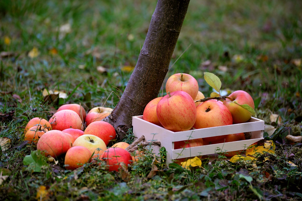 apple  fruit  orchard free photo