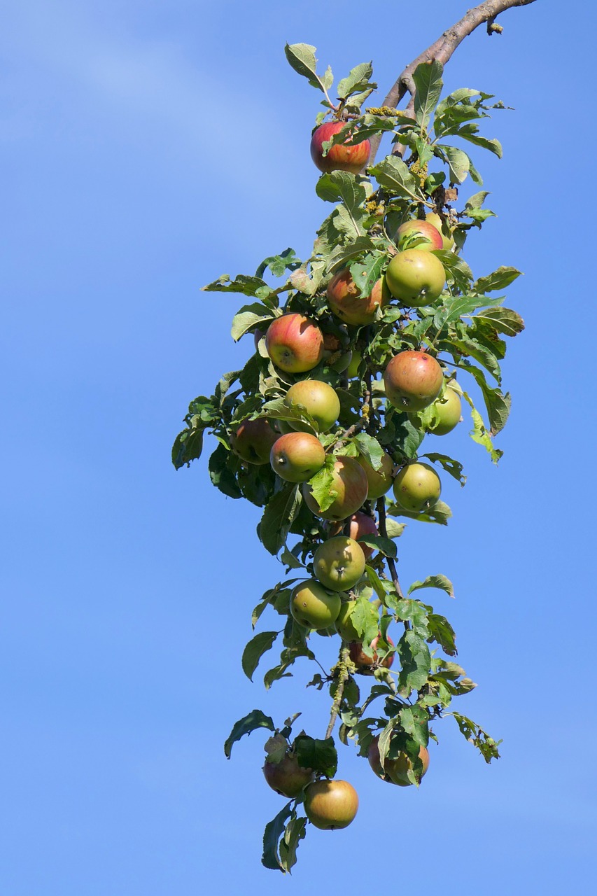 apple  branch  apple tree free photo