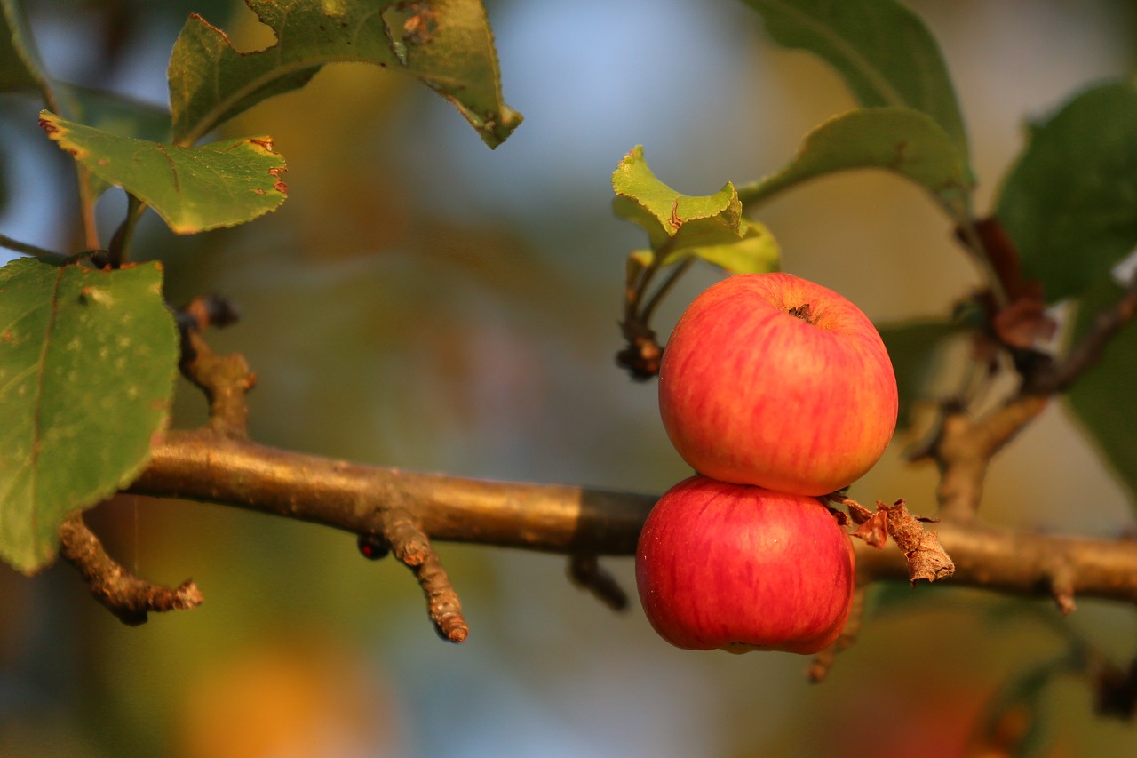 apple  fruit  nature free photo