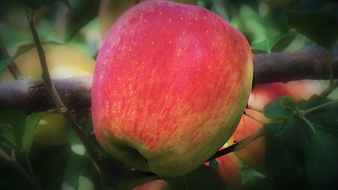 apple  adverb  fruit free photo