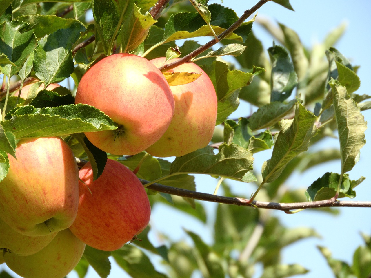 apple  harvest  fruit free photo