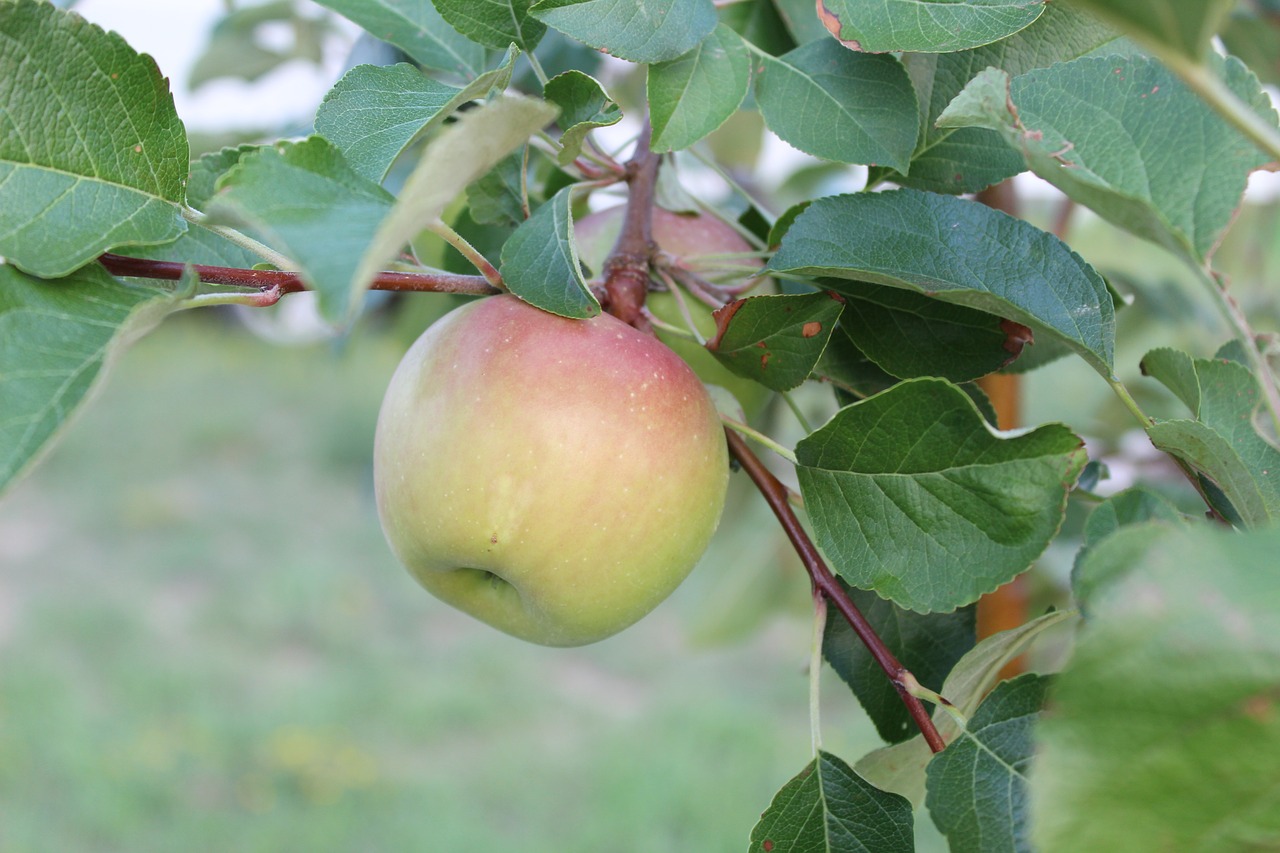 apple  tree  branch free photo