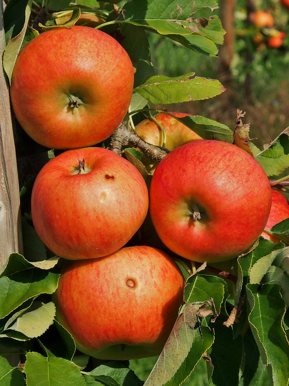 apple  fruit  autumn free photo