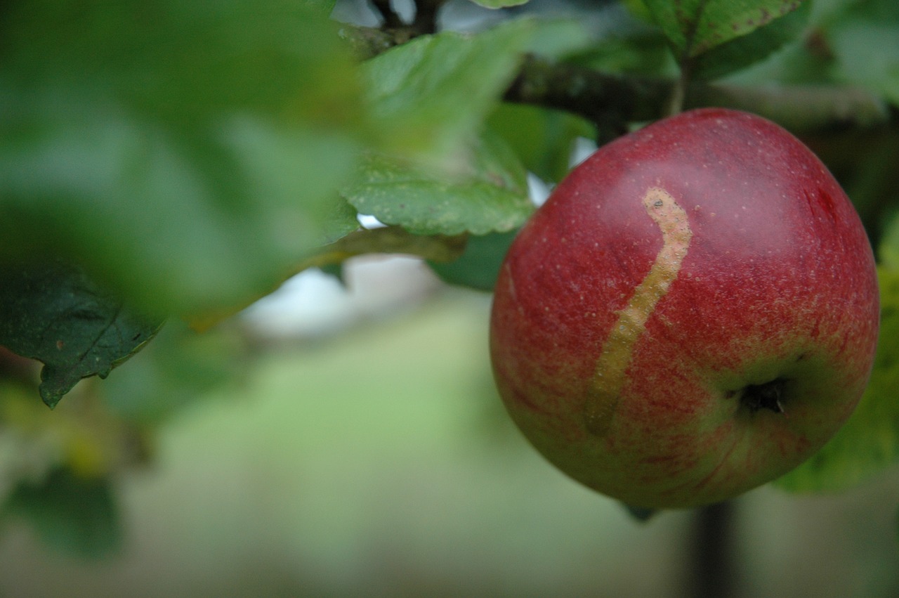 apple  cultural property  old variety free photo