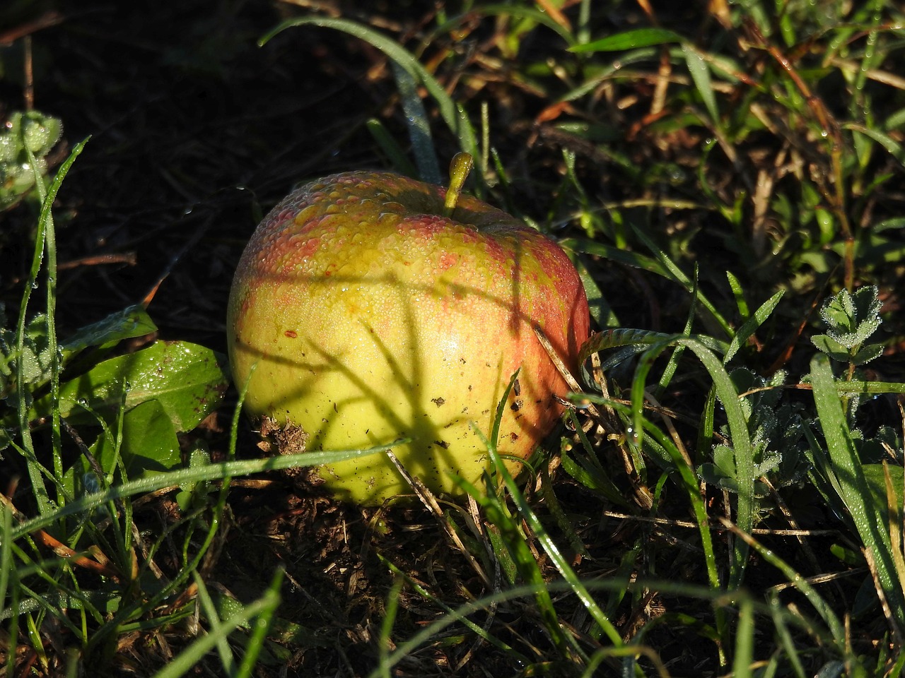 apple  windfall  meadow free photo