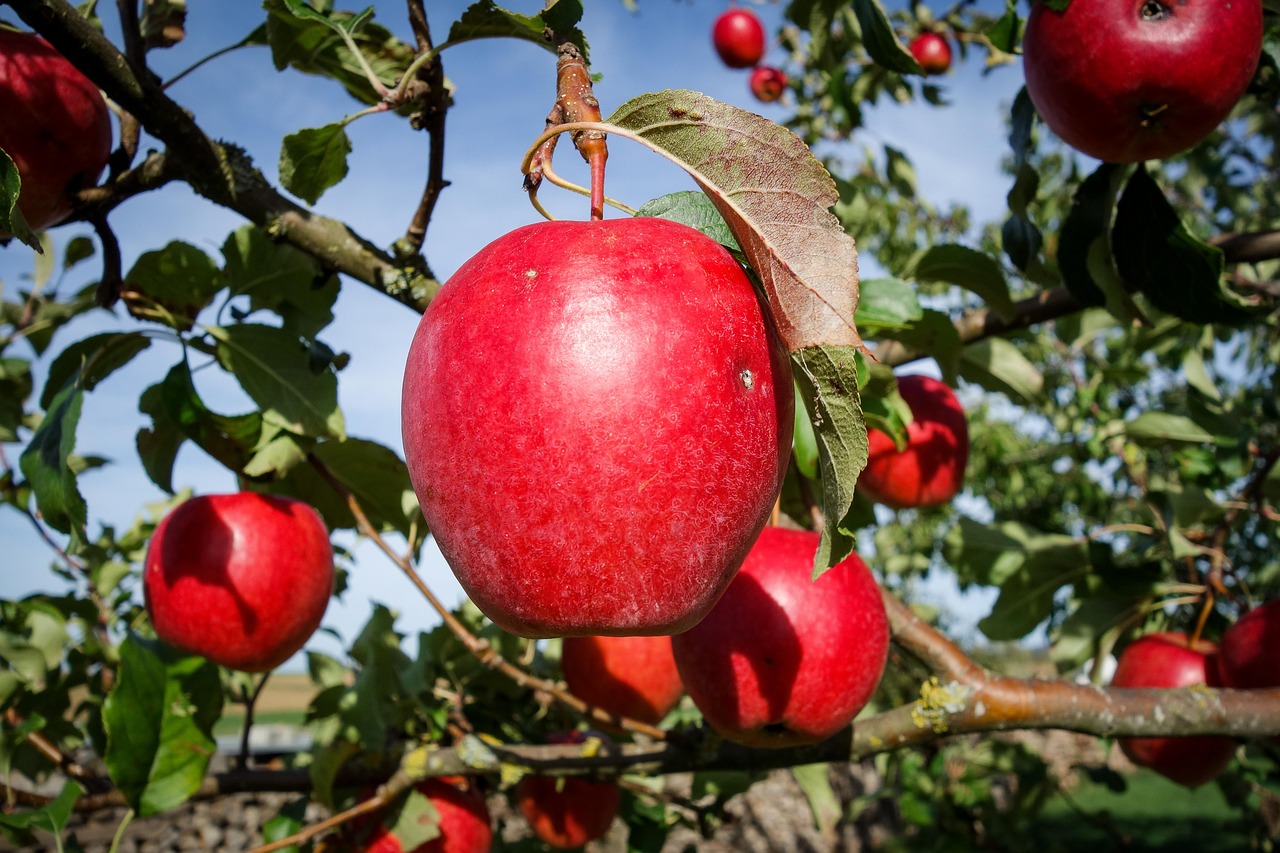 apple  red  bright free photo