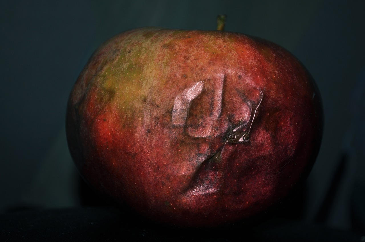 apple  rot  damaged free photo
