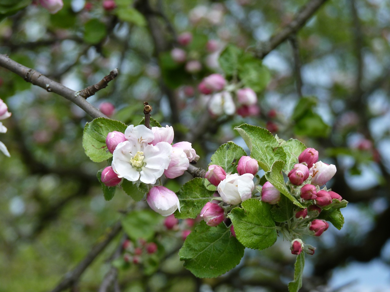 apple blossom bloom free photo