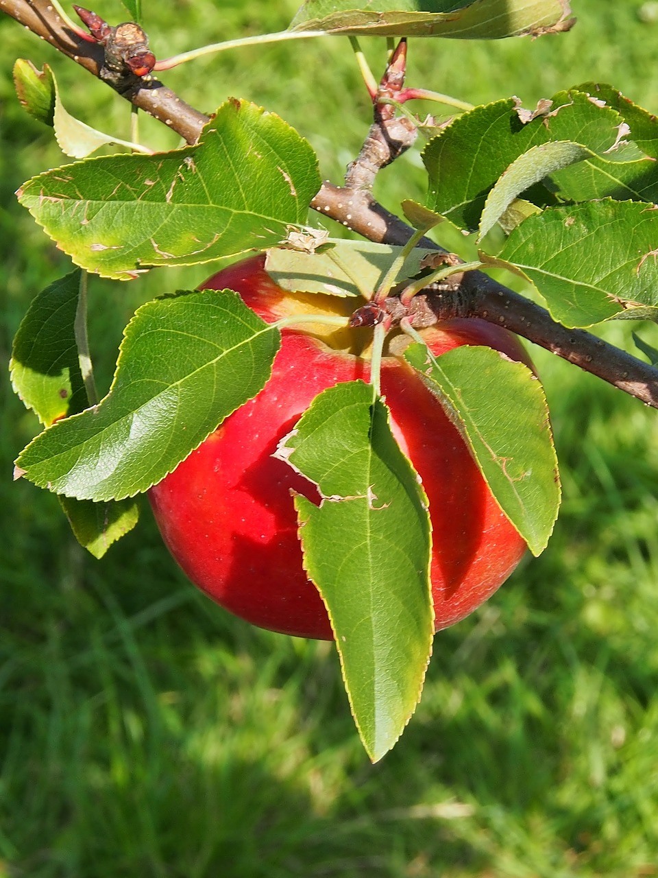 apple  red  harvest free photo