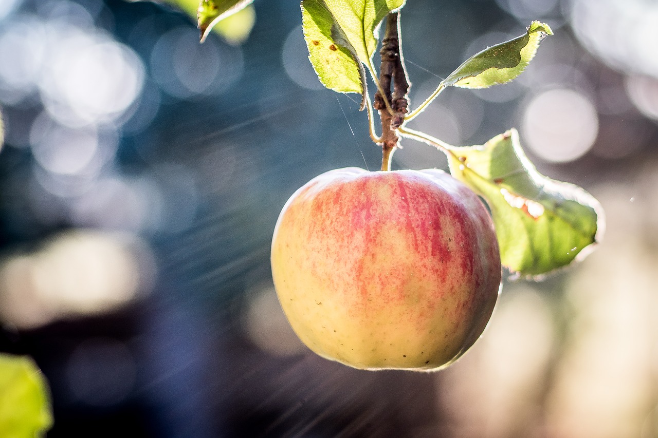 apple  autumn  summer free photo