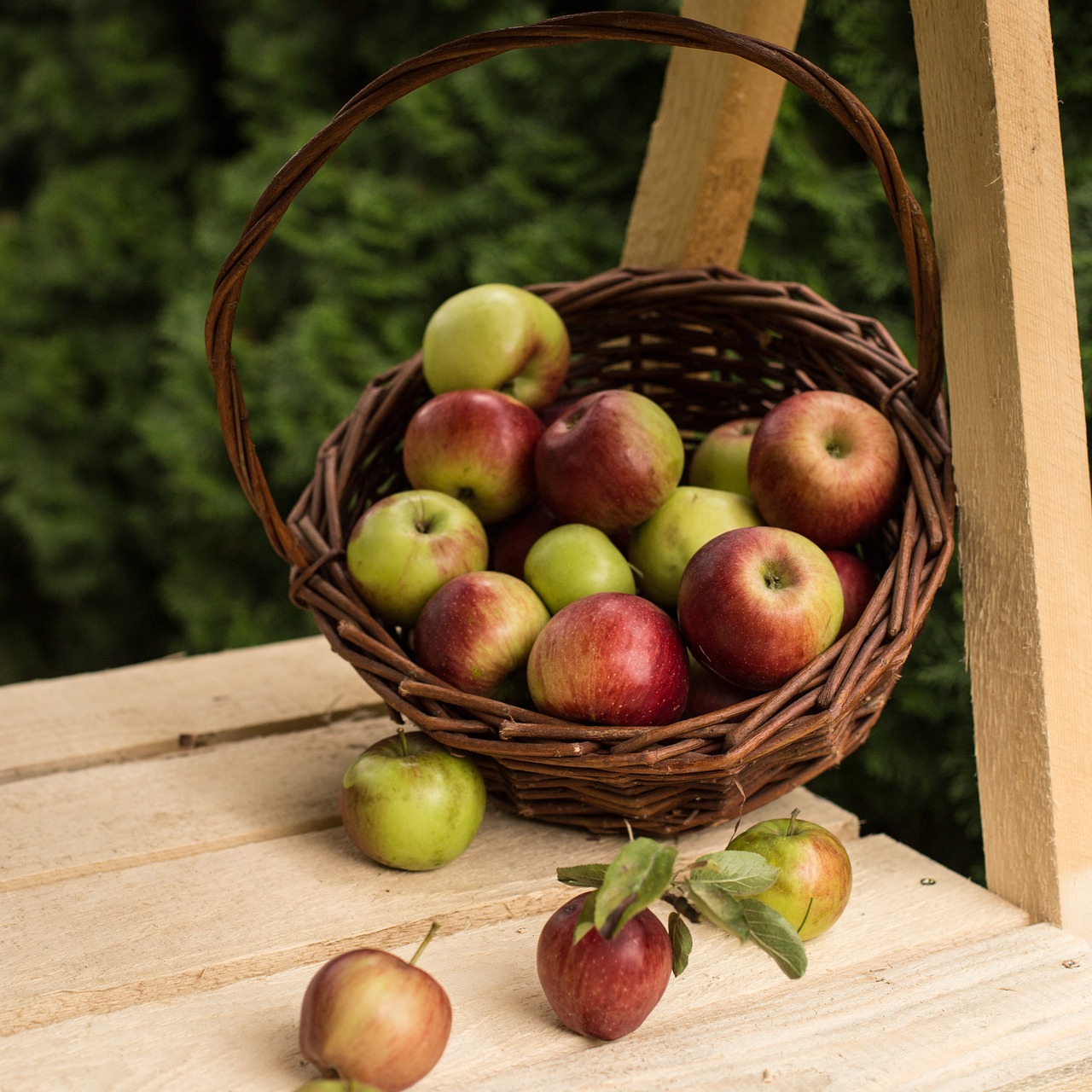 apple  red  fruit free photo