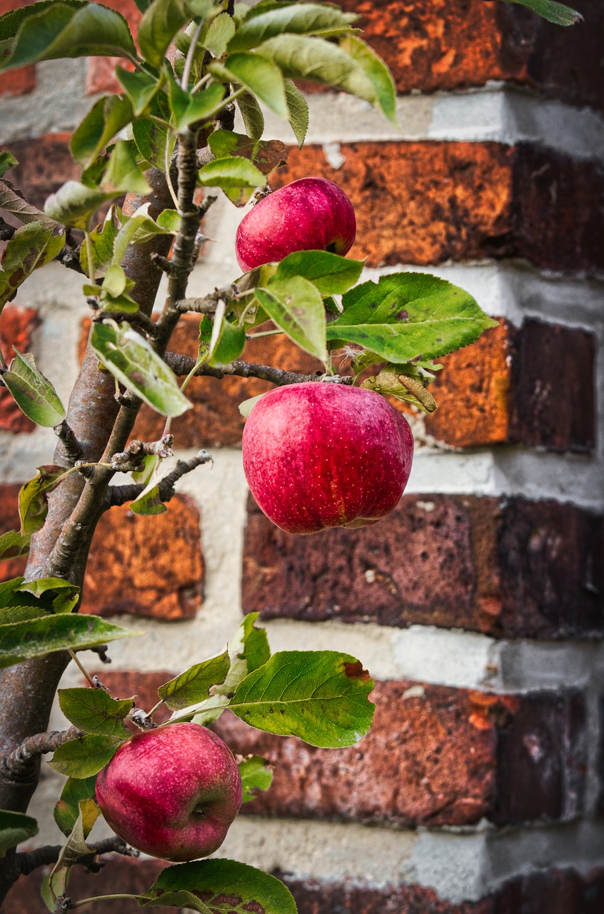 apple  autumn  harvest free photo