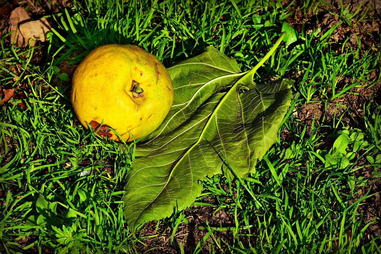 apple  fruit  ripe free photo