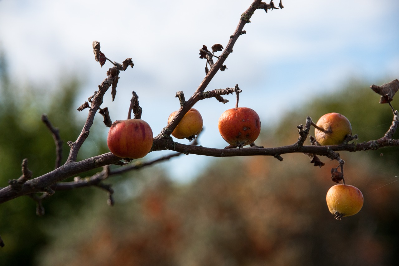 apple  autumn  fruit free photo