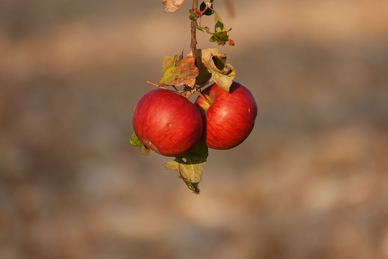 apple  autumn  fruit free photo