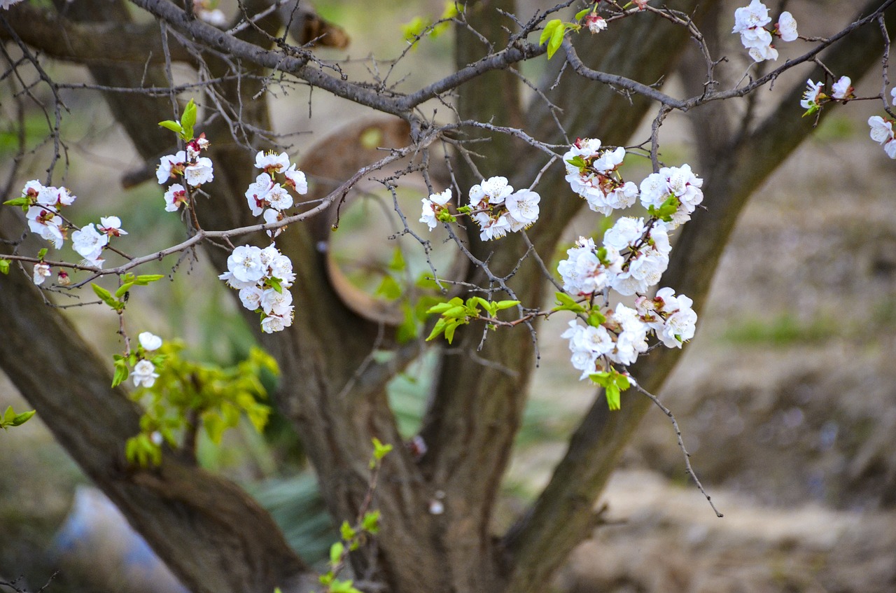 apple  flower  apple tree free photo