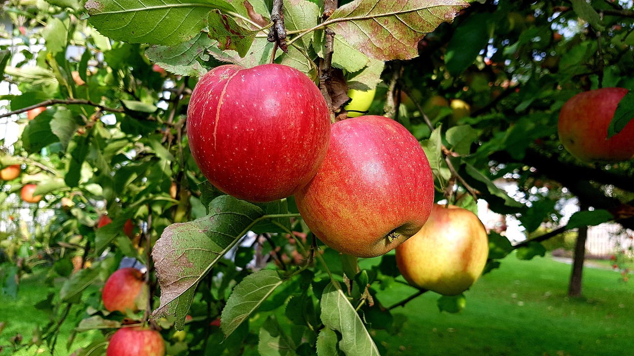 apple  ripe  red free photo