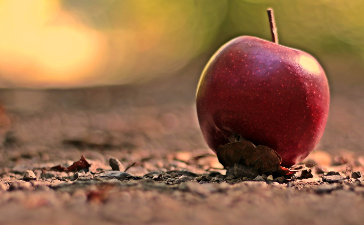 apple  fruit  red free photo