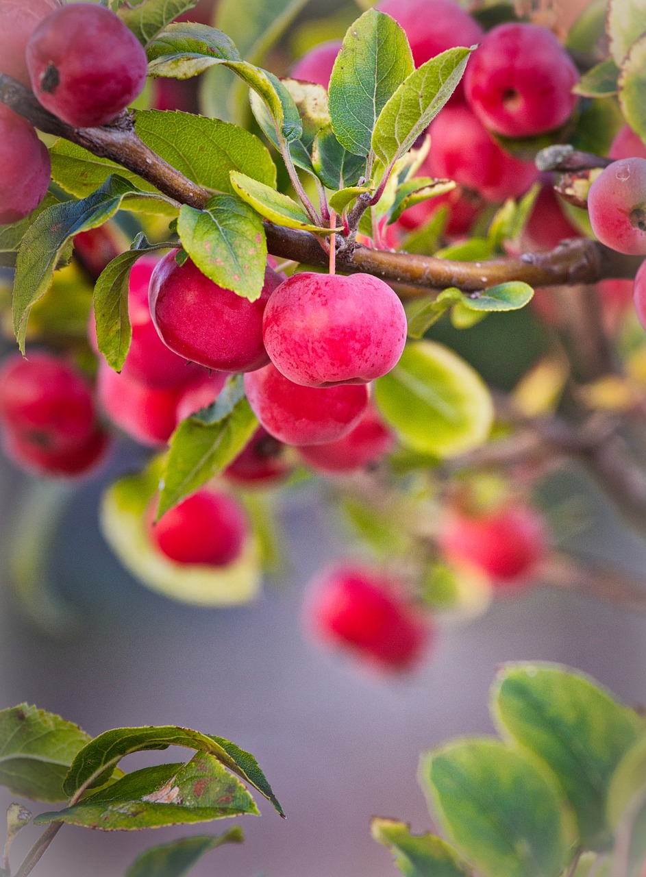 apple  zieraepfel  fruits free photo