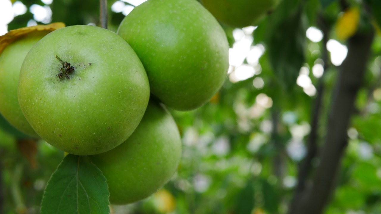 apple  tree  autumn free photo