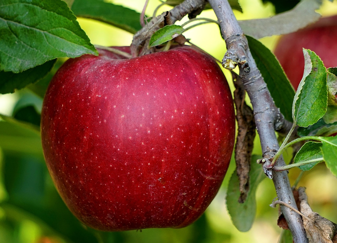 apple  red  ripe free photo