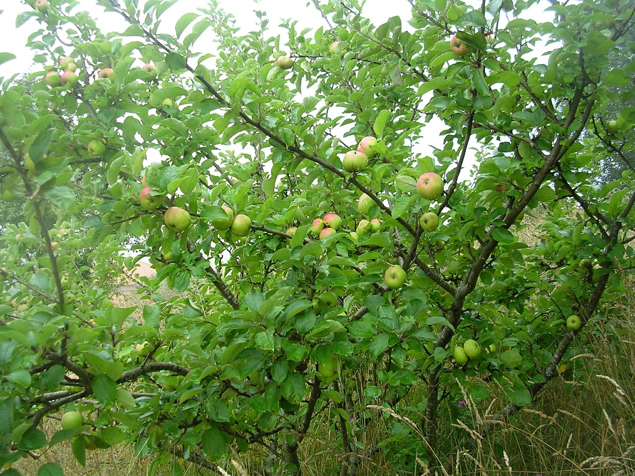 apple fruit tree free photo