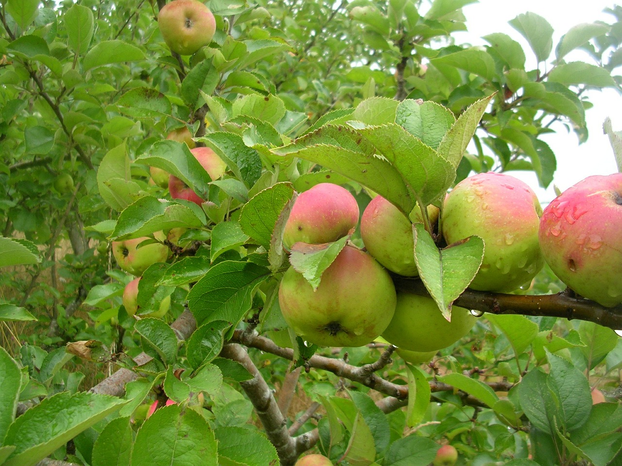 apple fruit tree free photo