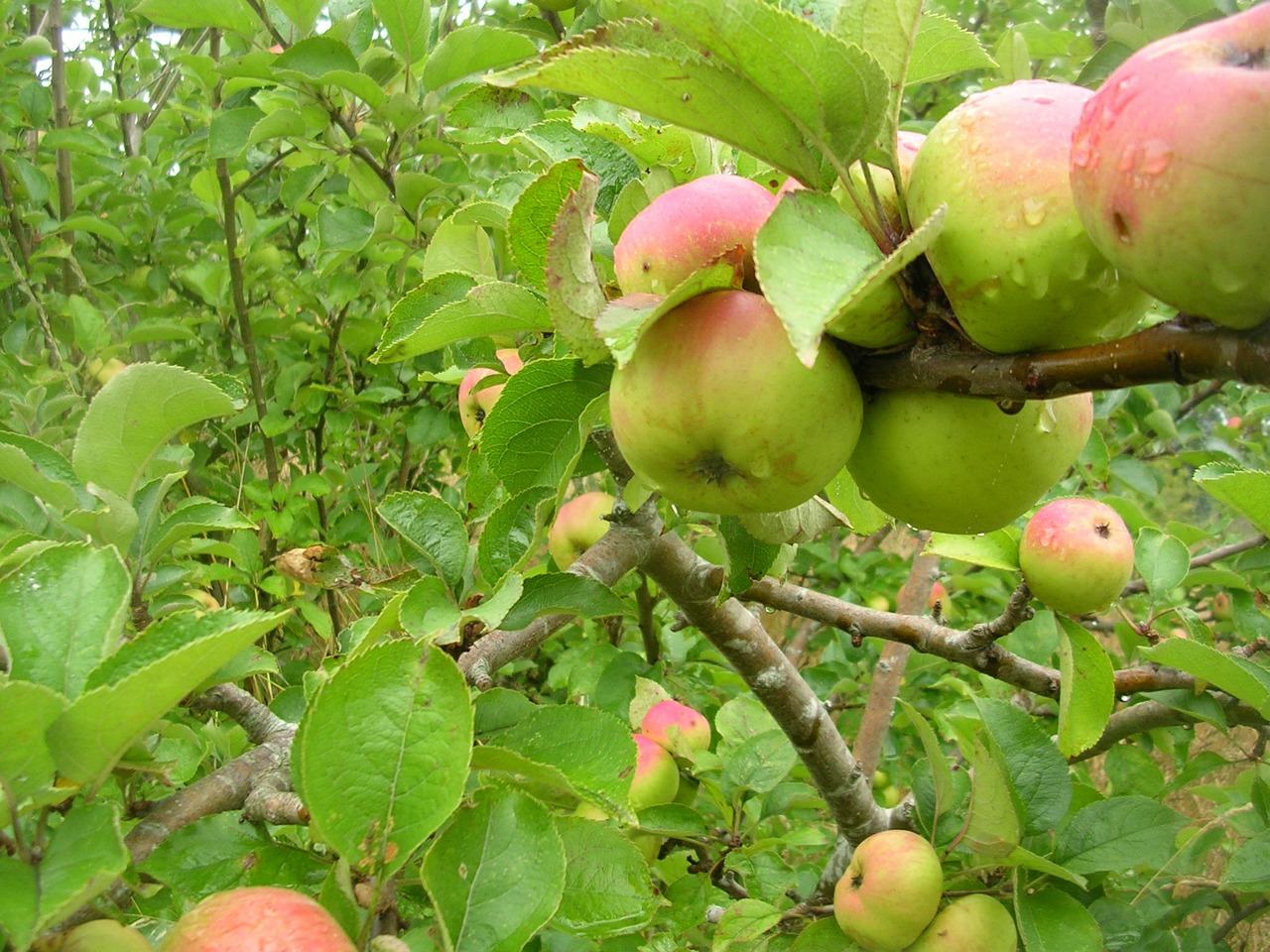 apple fruit tree free photo