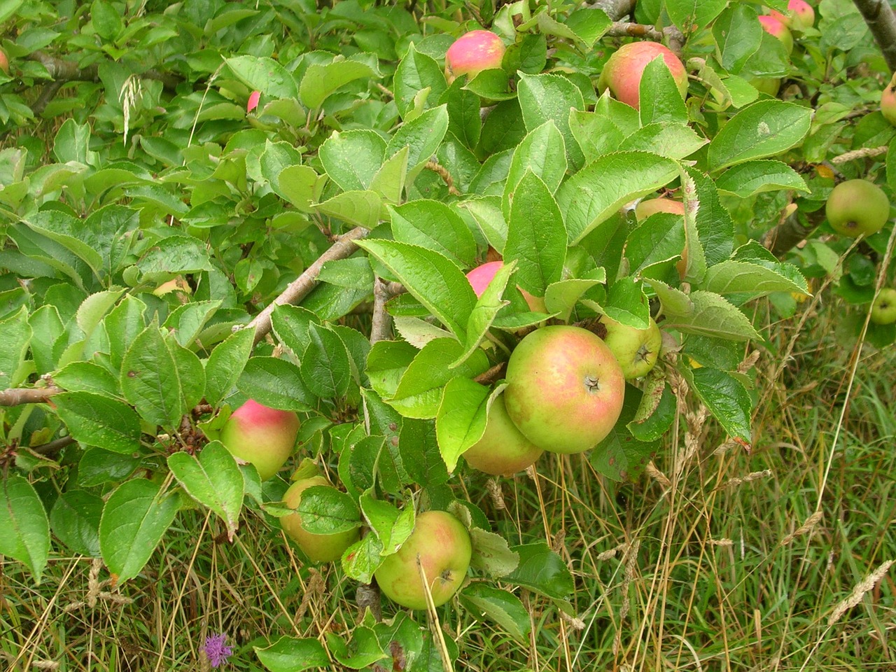 apple fruit tree free photo